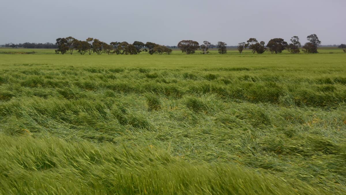 Farmers are concerned at the extent of lodging damage in crops in Victoria and South Australia.