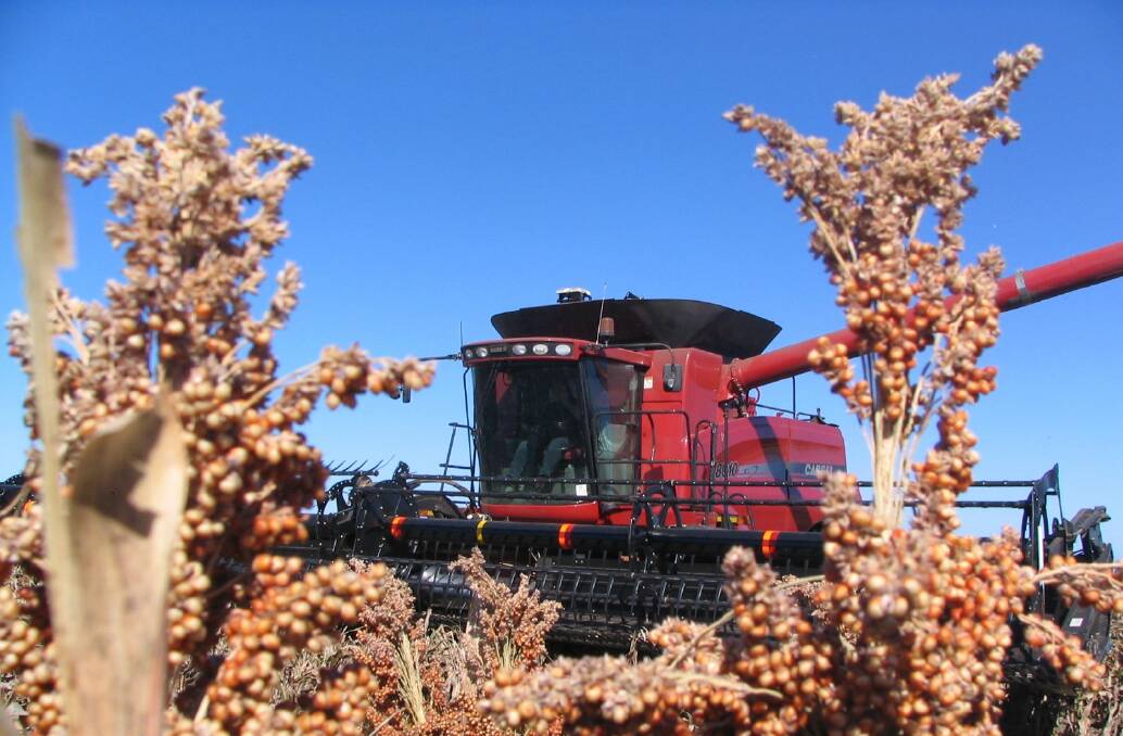 This year's sorghum harvest could end up being the smallest for over 20 years.