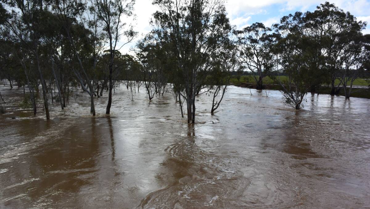Riverine flooding is causing significant damage to the crop in NSW.