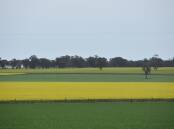Canola crop prospects across the country are steadily improving. Photo by Gregor Heard.