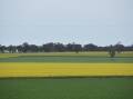 Canola crop prospects across the country are steadily improving. Photo by Gregor Heard.