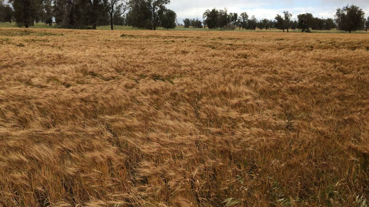 Farmers are urged to check barley crops, such as this, for loose smut.