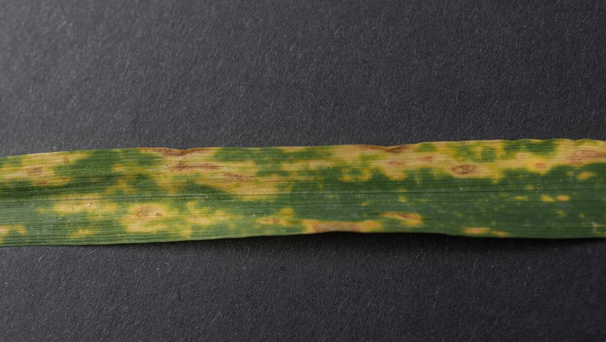 Septoria tritici blight is a major problem in cereal crops. Photo supplied.