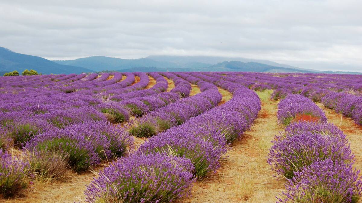 Lavender is a hardy crop, demand for lavandula oil is growing and farmers can also use the picturesque shrubs to leverage tourism opportunities. Photo supplied.