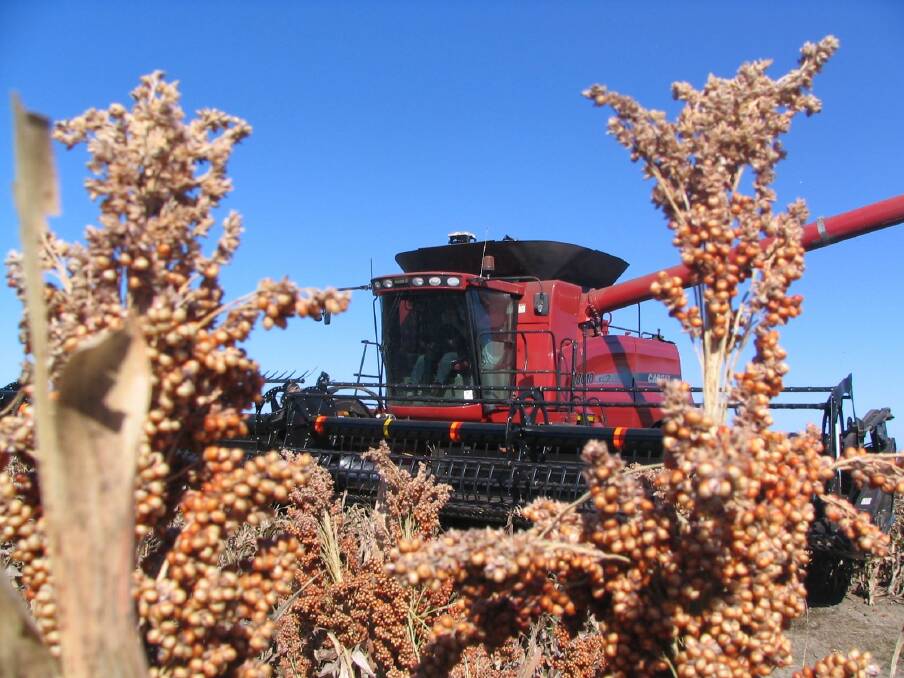 Sorghum harvest was delayed by rain over the weekend. File Photo.