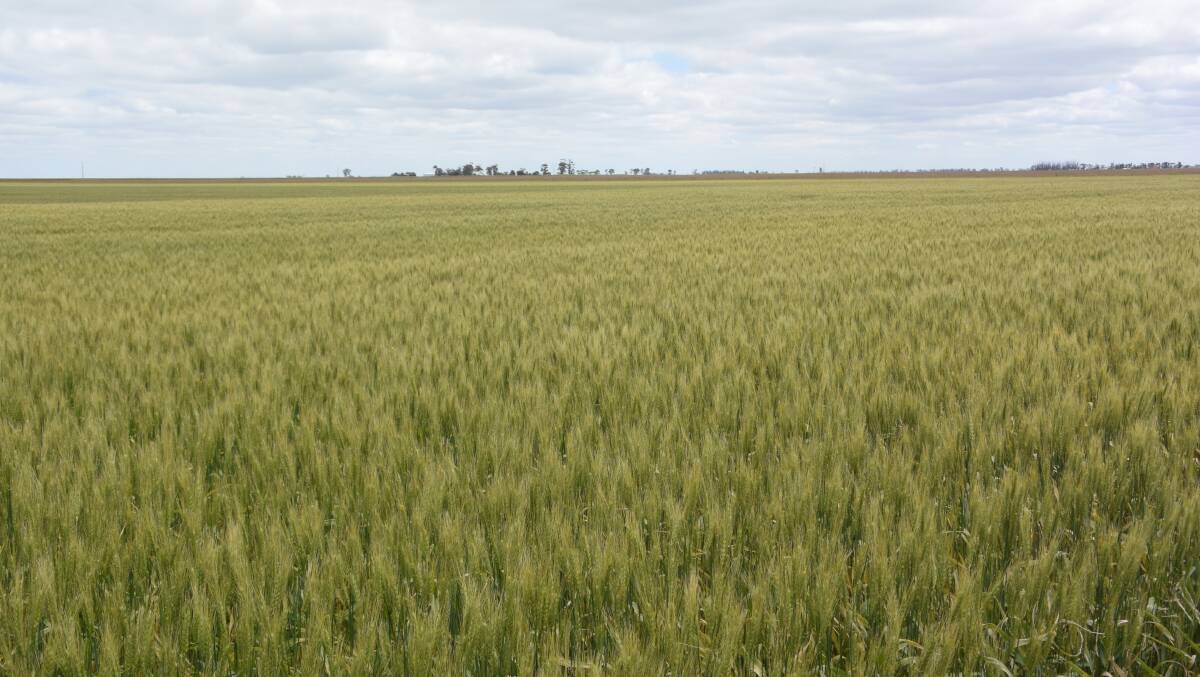 Frost has caused extensive damage to cereal crops in Western Australia.