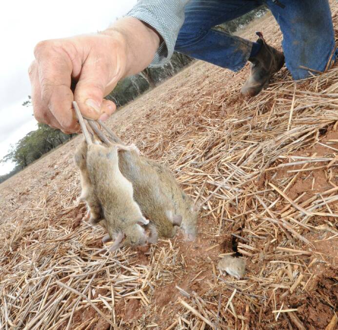Mice numbers are building up in parts of the nation's cropping belt. File photo.