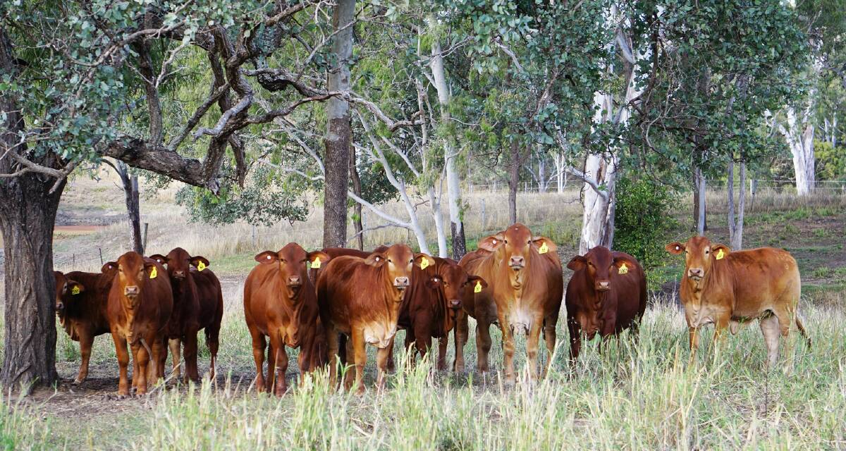 High Country embraced Breedplan and EBV data collation from the beginning, which has proven beneficial in their selection of cattle, especially sires coming into the herd, to achieve their breeding goals. Picture supplied