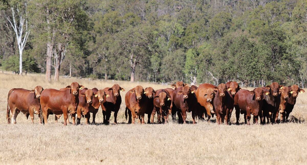Principal Paul Laycock said since the establishment of the stud enterprise, High Country has progressed from a small herd to now being in the top end of the breed in regards to breeder numbers. Picture supplied 