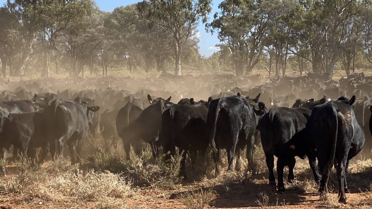 A selection of the 490 Angus and Angus-cross steers which the Mills family recently sold through the Dalby Saleyards, Qld. The heaviest line of the draft averaged 327kg. Picture supplied