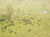 An aerial view showing a typical grazing density of stock in the Cheyenne Soil Carbon Project near Walcha. Picture supplied by CarbonLink.