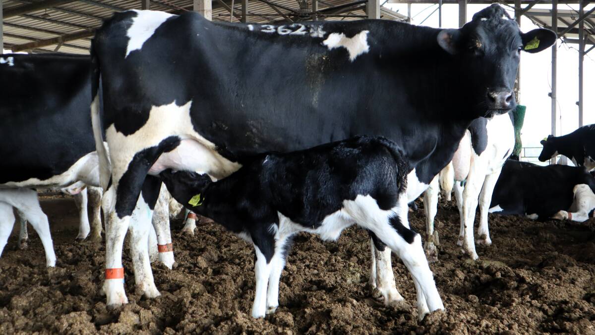A calf with its mother on an Israeli dairy farm, where calves are weaned gradually from the mother after three months. Picture supplied