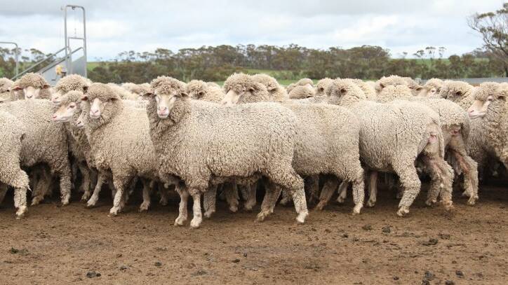 AuctionsPlus regular WA sheep sale had 1300 merino ewes on offer last month, including a line of 900, 27-28 month-old 67kg woolly Strath Haddon blood ewes which sold for $175/hd to Victorian buyer. 