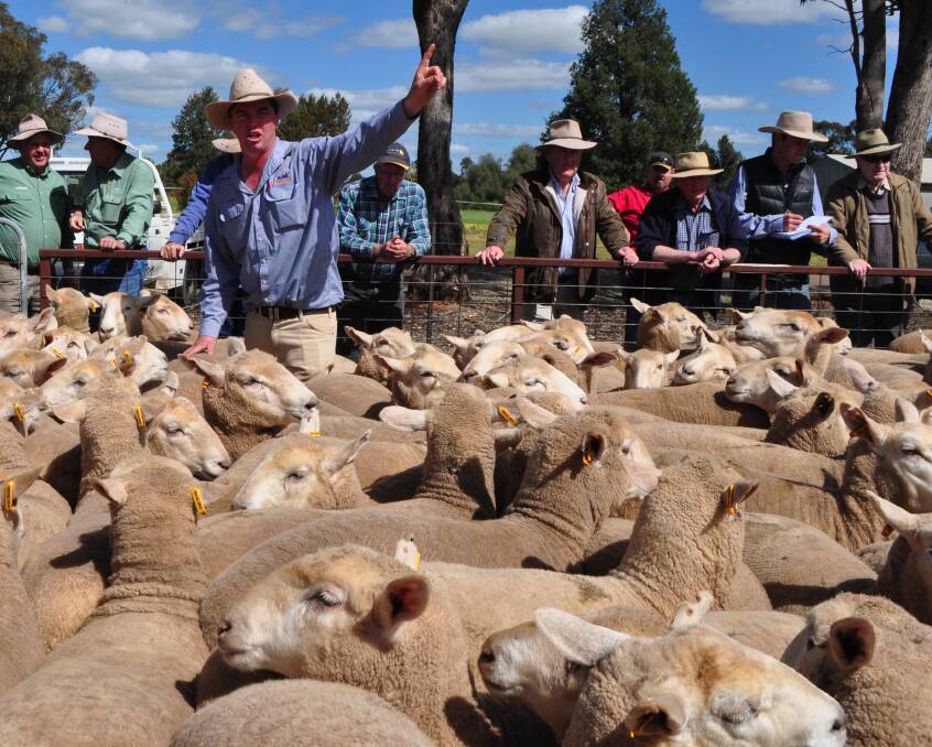 Agents believe any decline in lamb prices would prompt a switch to weight gain thanks to grain prices and seasonal conditions.
