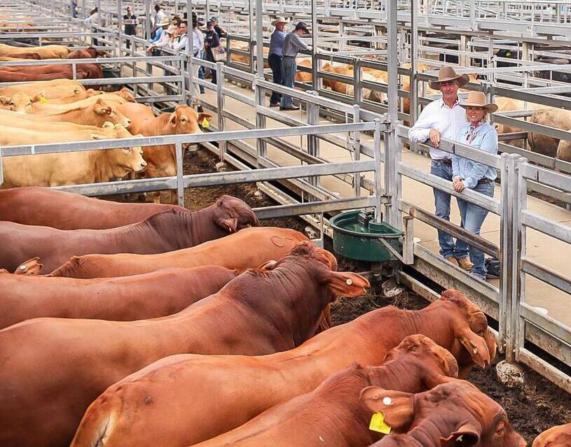 Winners of the Nutrien Ag Solutions Commercial Cattle Championship Cliff and Sasha Mylrea, Needmor Cattle Co, Gogango, with their pen of 10 steers. Picture supplied