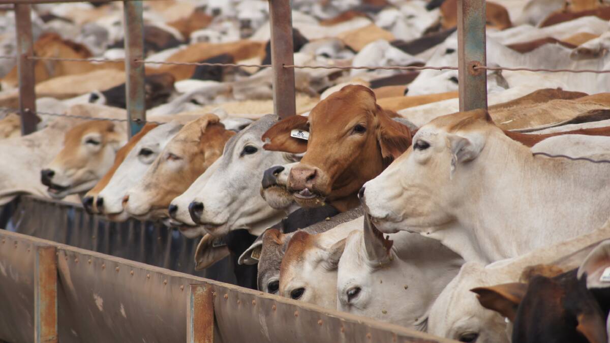 Claims exposed of cattle industry “double agent”