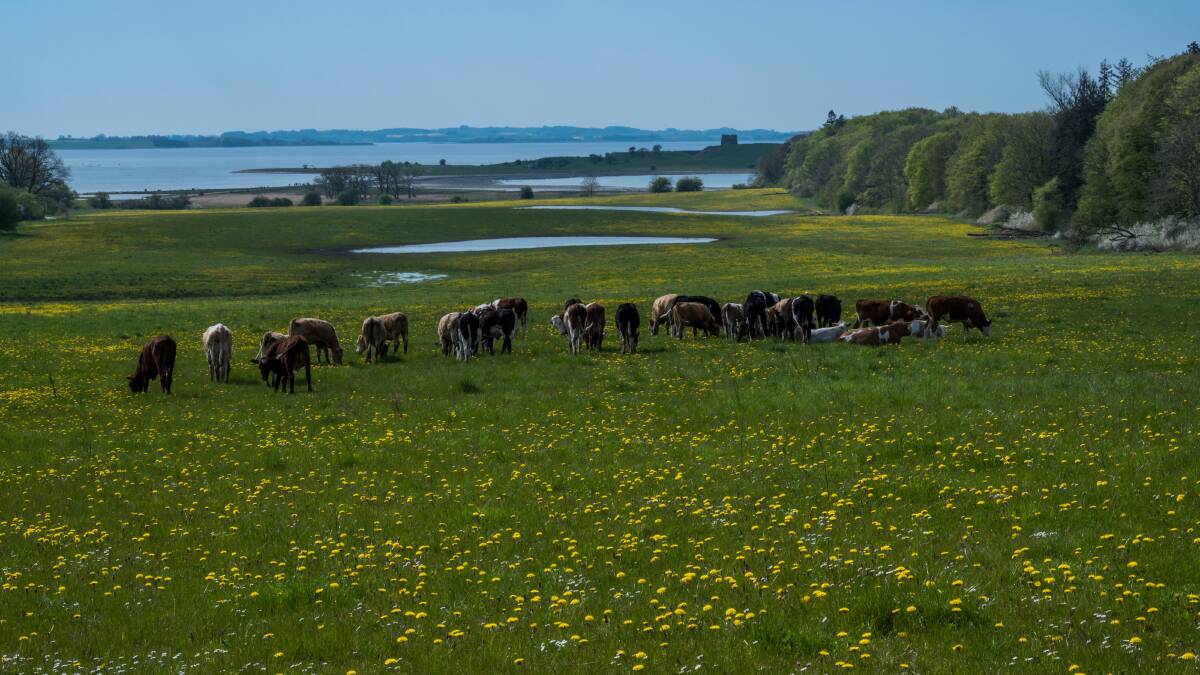 From 2030, Danish livestock farmers will be taxed 300 kroner (A$65) per ton of carbon dioxide equivalent. The tax will increase to 750 kroner (A$160) by 2035 but will be partially offset by an income tax deduction allowance. Picture Shutterstock