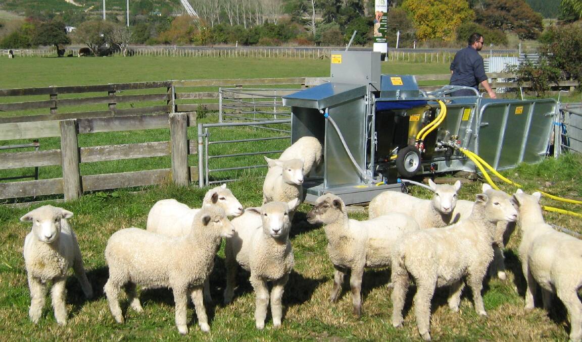 About 1500 sheep per hour can be treated. Picture supplied