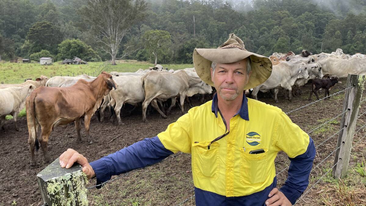 Super Forest Plantations' livestock manager Trevor McKenna has been experimenting with pasture under trees for the past 12 years to good effect, with Brahman breeders best able to feed and forage.
