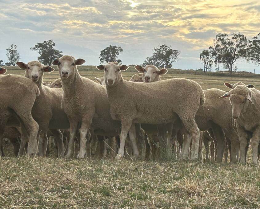 A recent feedlot trial showed the pellet delivered better weight gain with improved feed efficiency and lambs showed greater resilience with no worm burden. Picture supplied