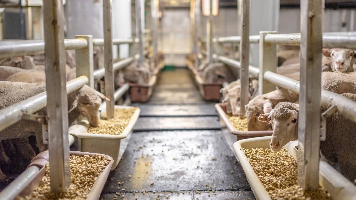 The transportation industry has warned of the effect that the phase out of live sheep exports will have on trucking businesses. Photo: Australian Live Exporters' Council.