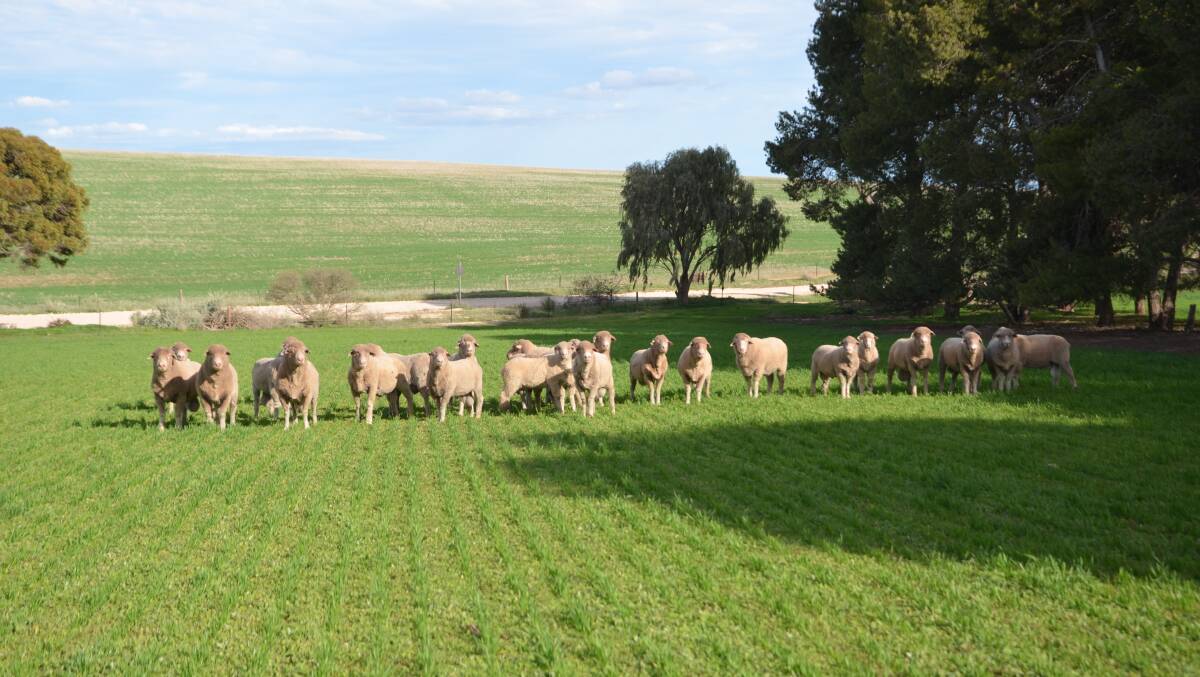 The latest ABARES outlook tips sheepmeat production will rise while wool production will ease this financial year. FILE PICTURE.