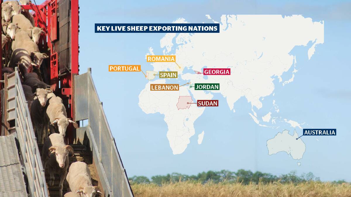 Other nations that export live sheep to the Middle East could gain extra trade from Australia's exit from the market. 