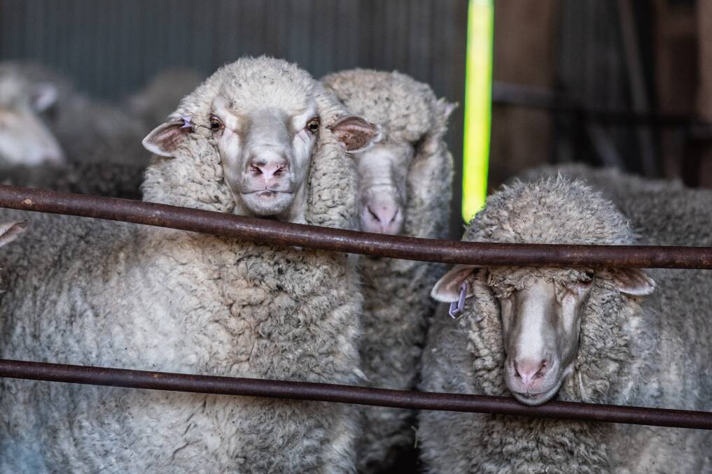 The sheep and wool sector have expressed their disappointment at the budget announcement of an increased biosecurity levy. 