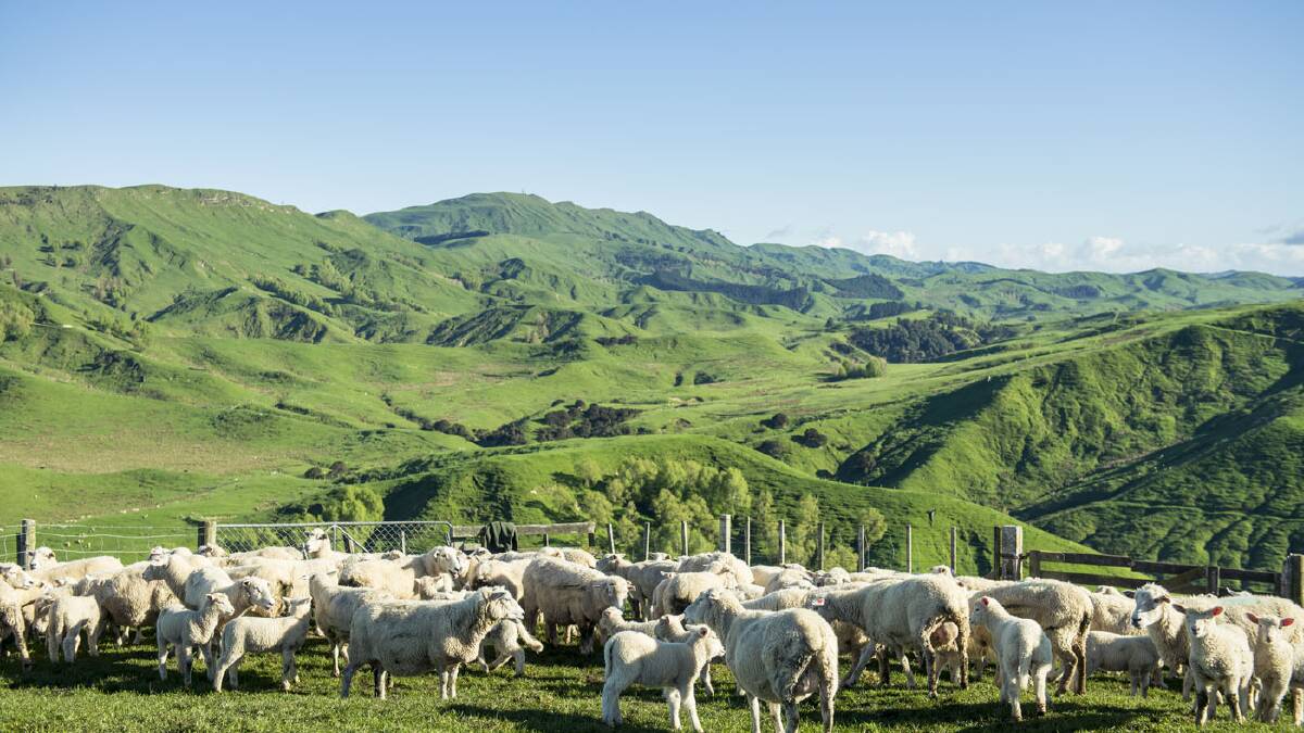 New Zealand sheep producers are feeling the pinch as Australian lamb production reaches record levels. Photo supplie. 