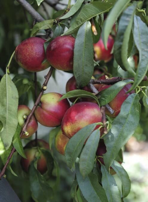 FINALLY: After 13 years of negotiations, Aussie nectarines are now available in China. 