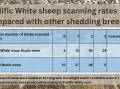 Results from an 2023 on-farm trial at Bool Lagoon, SA, comparing Prolific White scanning rates against other shedding sheep breeds. Picture supplied