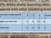 Results from an 2023 on-farm trial at Bool Lagoon, SA, comparing Prolific White scanning rates against other shedding sheep breeds. Picture supplied