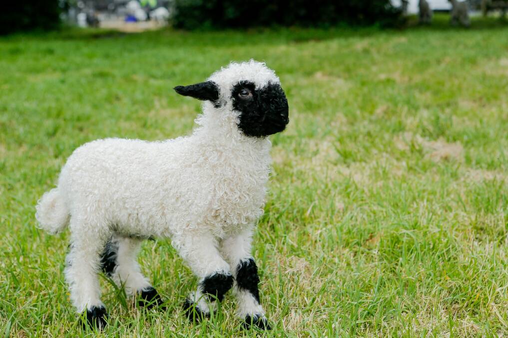 A cute Valais blacknose lamb that was born about four weeks ago. Picture by Anthony Brady