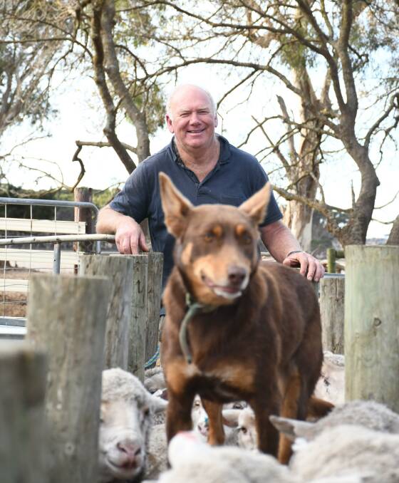 Rob Howard and sheepdog Bonnie in the sheep yards. Picture by Quinton McCallum