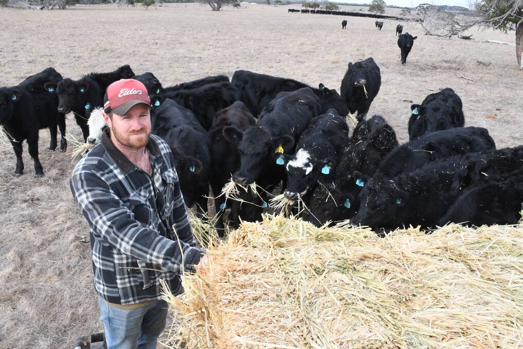 Lang Wilmott feeding hay to his cattle herd at Cape Borda. Picture by Quinton McCallum