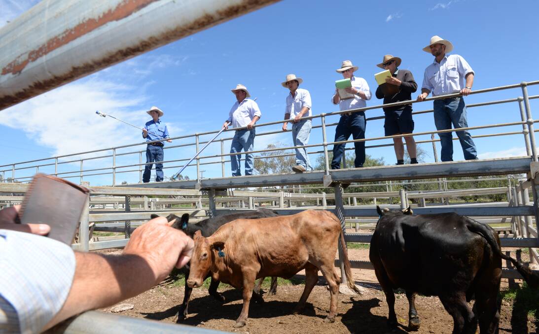 PREPARE: Buying or agisting cattle brings the possibility of Johne's disease entering a herd. A good biosecurity plan can help minimise any risks by implementing such procedures as quarantining and quarantine drenching.