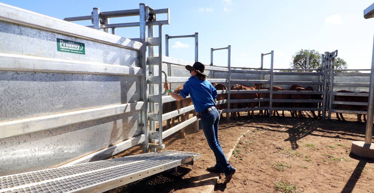 EASY ACCESS: Cattle-free working areas allow jillaroo Brittany Abberton to handle cattle safely and efficiently.