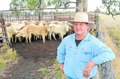 Charbray cows have transformed the Huntington operation for Taroom cattleman, Matt Welsh.