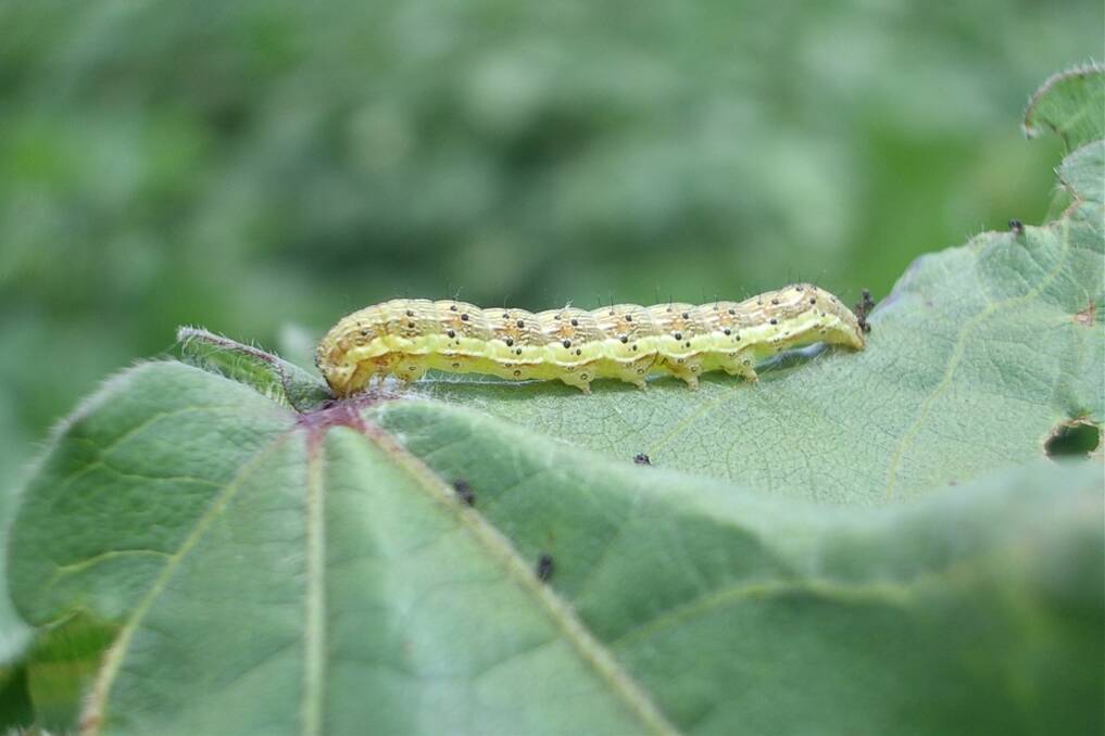 Heliothis caterpillar.