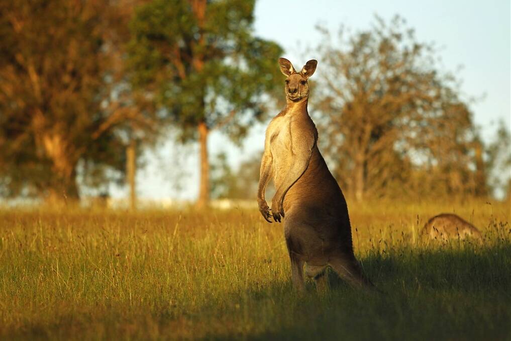 Hopping mad over roos