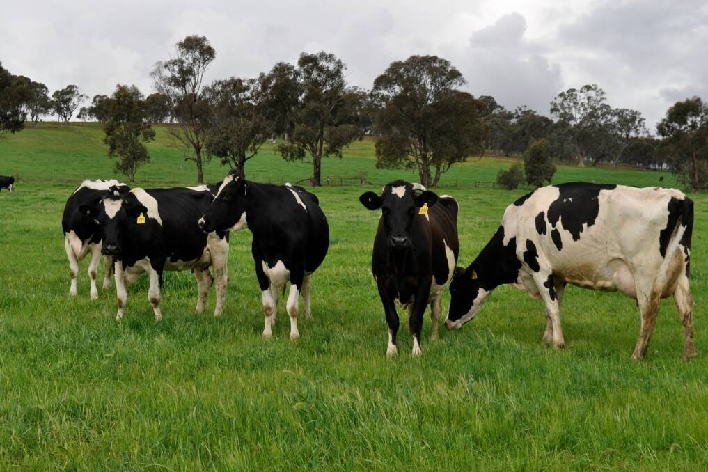 Cattle ticks bite in Kempsey | Farm Online | Farmonline