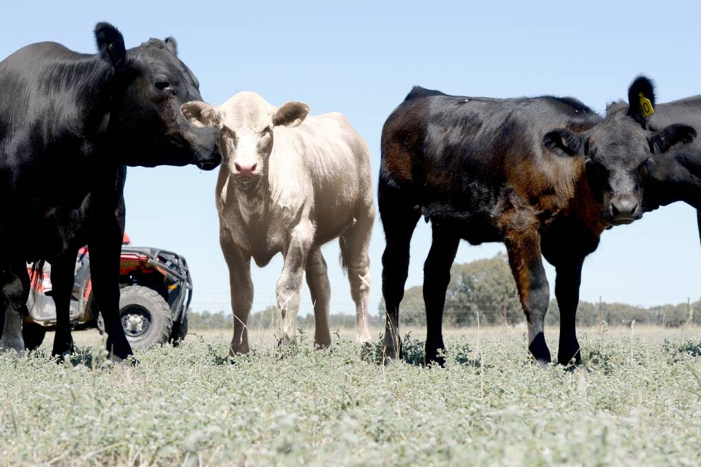 Potential market and consumer resistance to beef from animals resulting from the use of gene editing needs to be considered before white Angus gets the tick of approval in Australia.