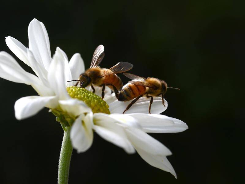 Some 100 premises in NSW are infected with varroa since the bee mite was detected in Newcastle. (Dave Hunt/AAP PHOTOS)