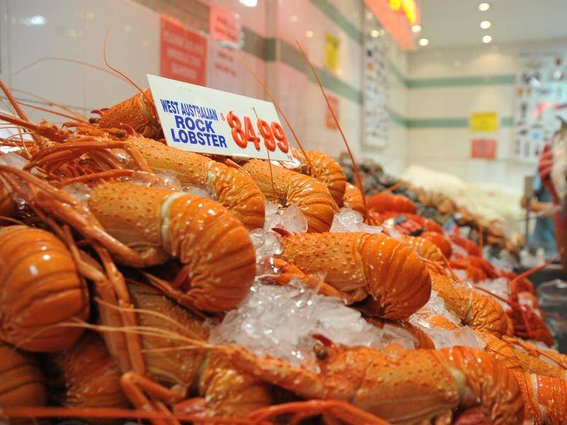 Chinese trade bans on rock lobsters and other items could be lifted by Christmas (Joel Carrett/AAP PHOTOS)