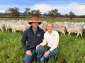 Dave and Tyler Stewart, Regal Australian White stud, Inverell, are passionate about helping their clients. Picture supplied