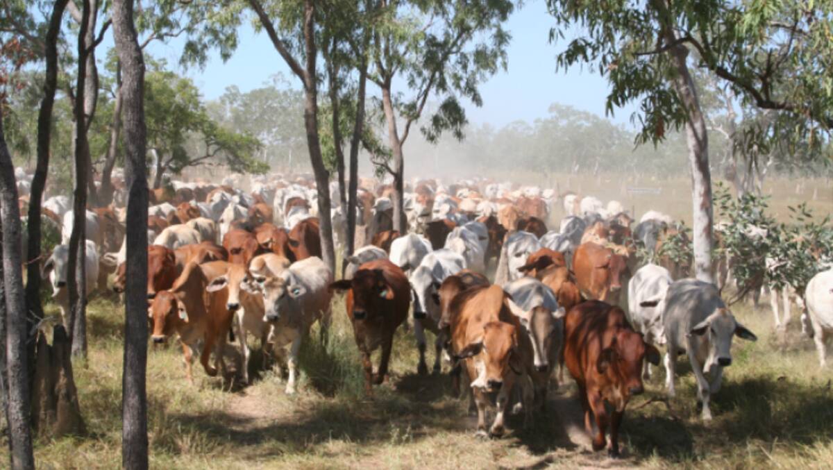 Coralie has an estimated carrying capacity of 6000 adult cattle equivalents. Picture supplied 