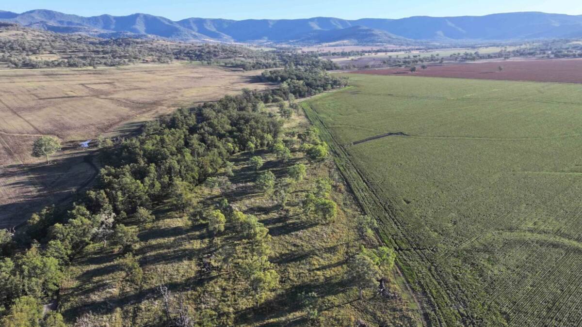The Staplegrove Aggregation is a 3089 hectare cropping and grazing opportunity operation on NSW's Liverpool Plains Picture supplied