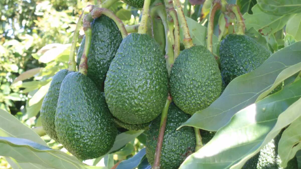 Global avocado exports are expected to exceed the 3 million tonne milestone as early as 2025. Picture supplied