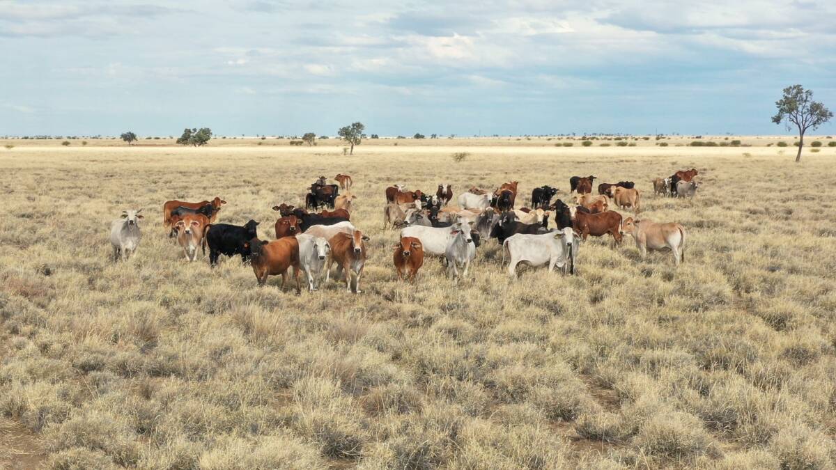 Darriveen is 23,646 acres of highly productive exclusion fenced breeding and fattening country. Picture supplied