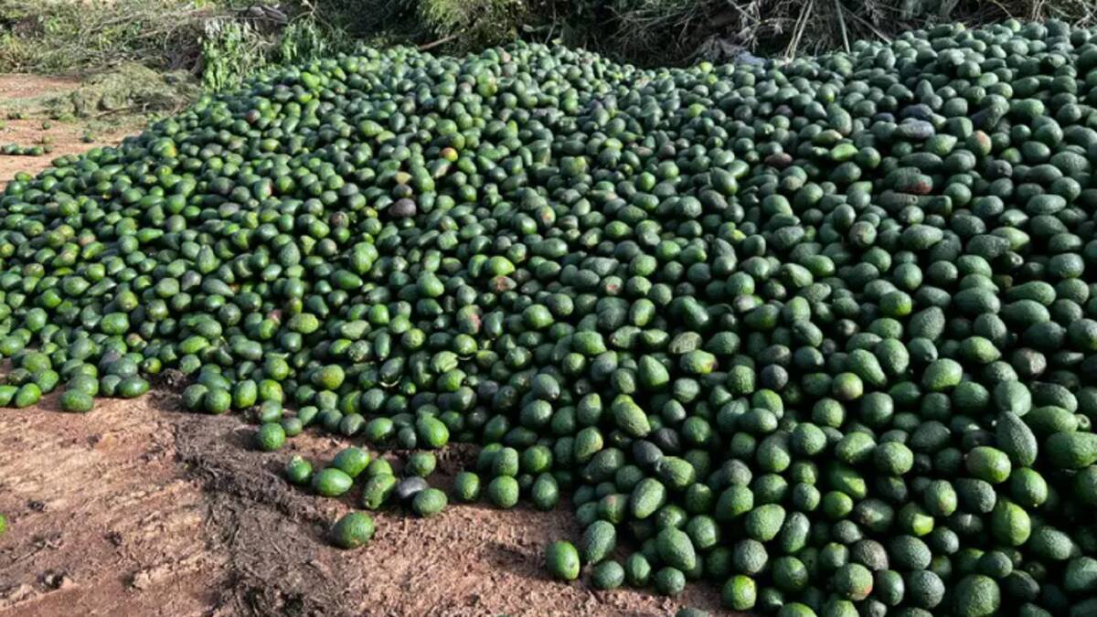 Increasing export demand for avocados is expected to help ease the financial pain being caused by an ongoing massive oversupply of the popular fruit. Picture Jan De Lai